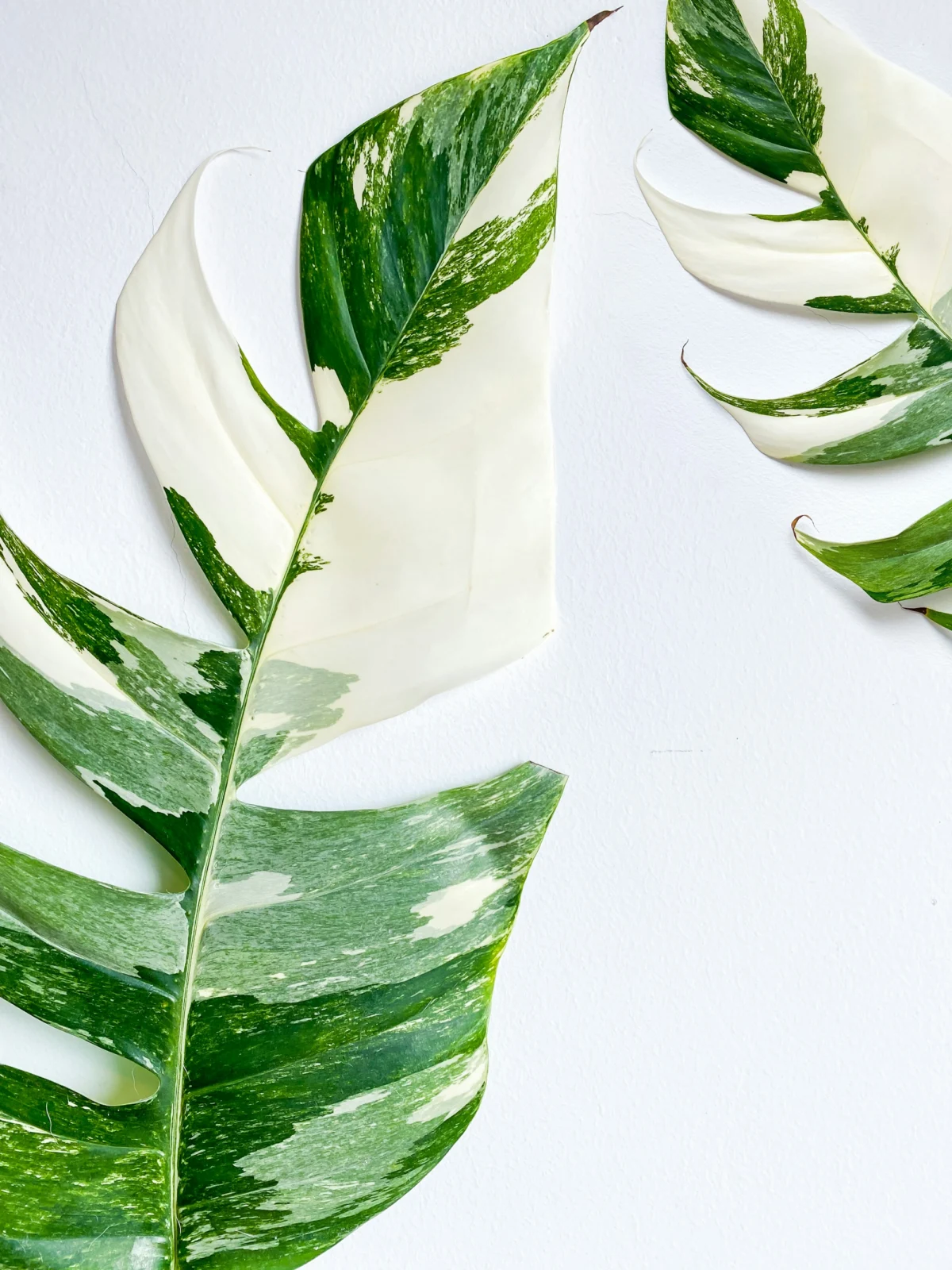 Pothos Albo (Epipremnum pinnatum albo) with white-and-green variegation on elongated mature leaves
