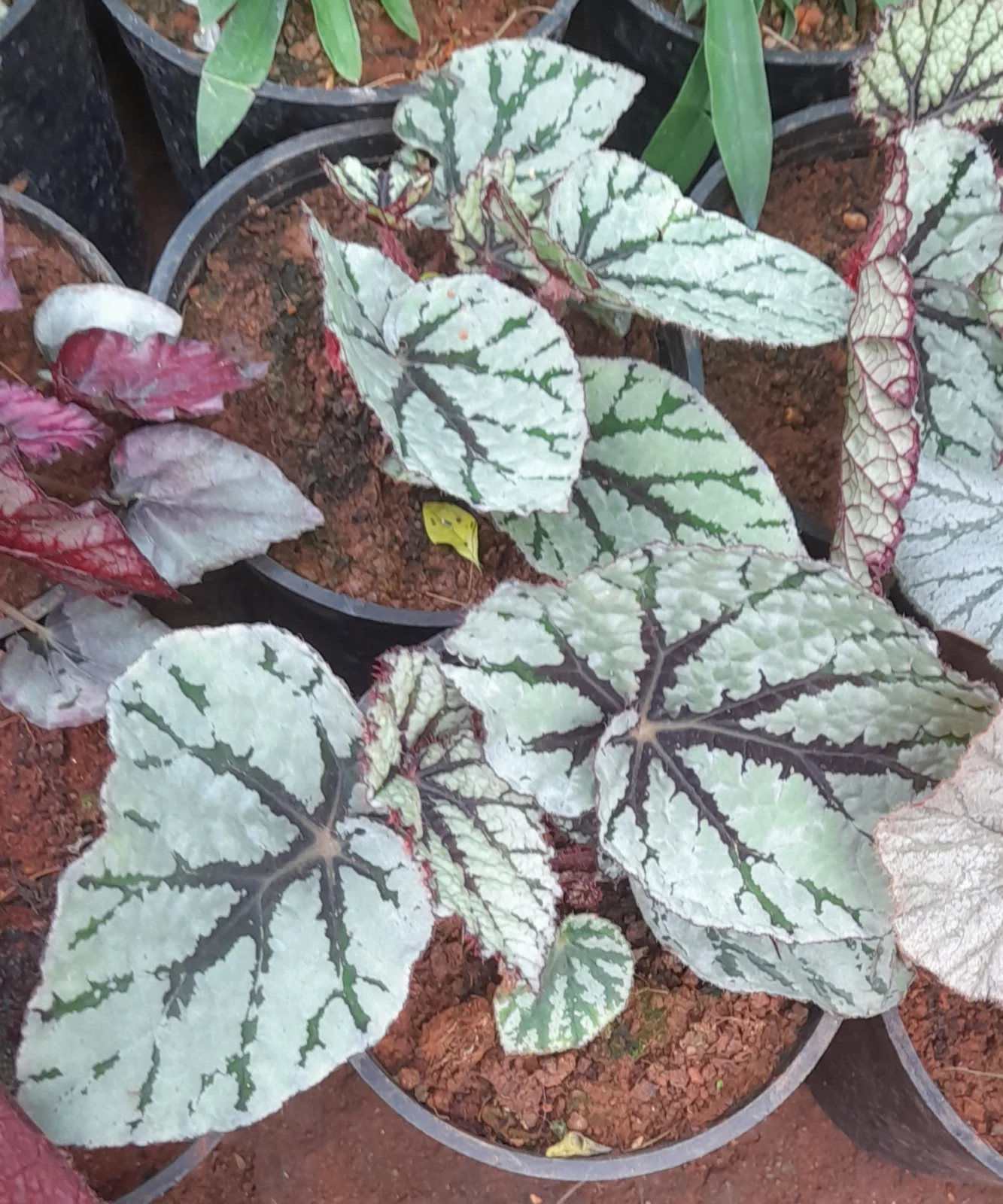 Rex Begonia with silver patterned leaves and dark veins