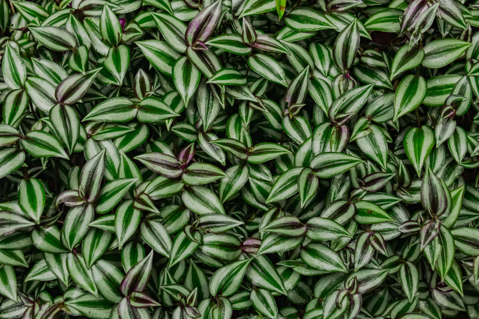 Wandering Dude (Tradescantia zebrina) with silver, green and purple striped leaves